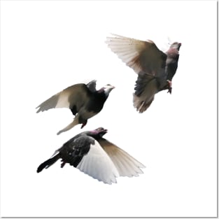 Rock Doves in Flight Posters and Art